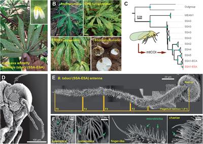 Influence of Olfaction in Host-Selection Behavior of the Cassava Whitefly Bemisia tabaci